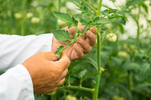 Soil Association pushes for legal requirements 
