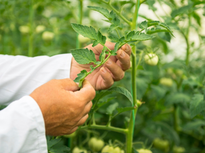 Soil Association pushes for legal requirements 