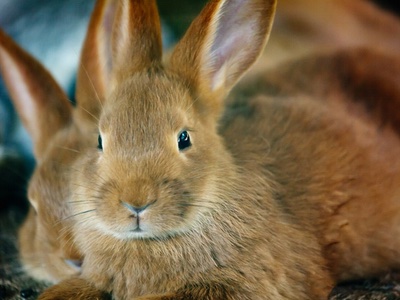 South Korea passes law to mandate alternatives to animal testing
