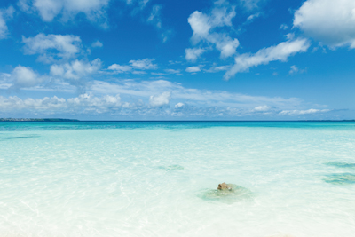 Spa ingredients – From seed to shore