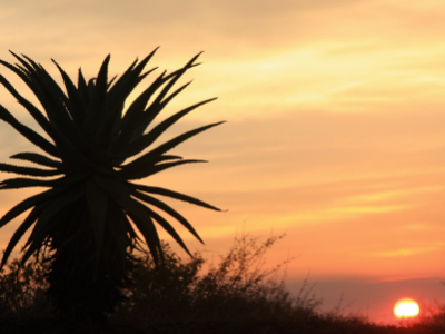 Sub-Saharan Africa is a key growth zone