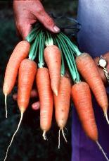 Substantiate organic claims, say ACCC