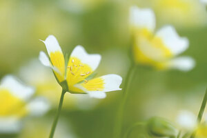 Sunori MSO: Nature’s Luxurious Secret for Skin and Hair