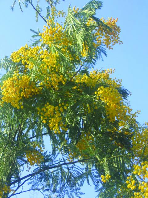 Sunshine of spring