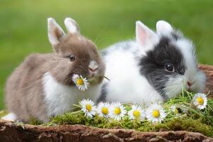 Superdrug celebrates 25 years of cruelty-free beauty 