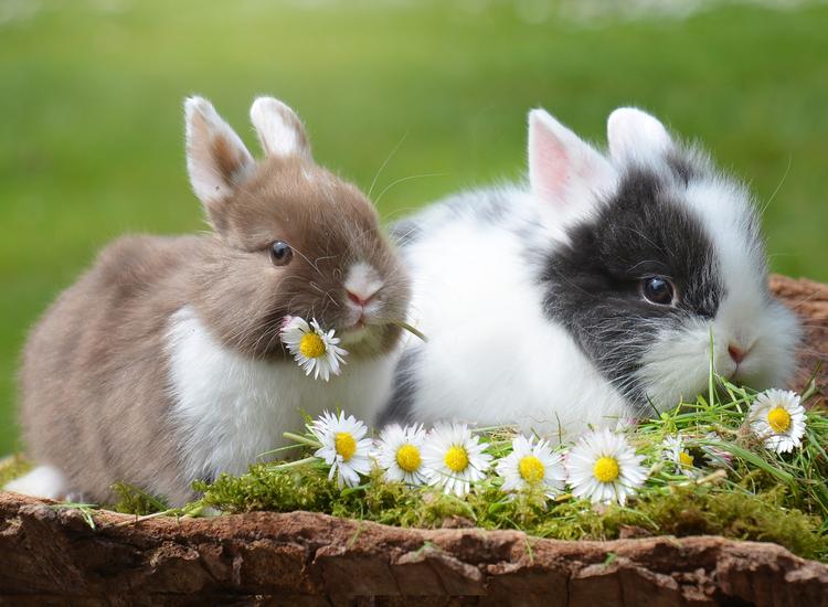 Superdrug celebrates 25 years of cruelty-free beauty 