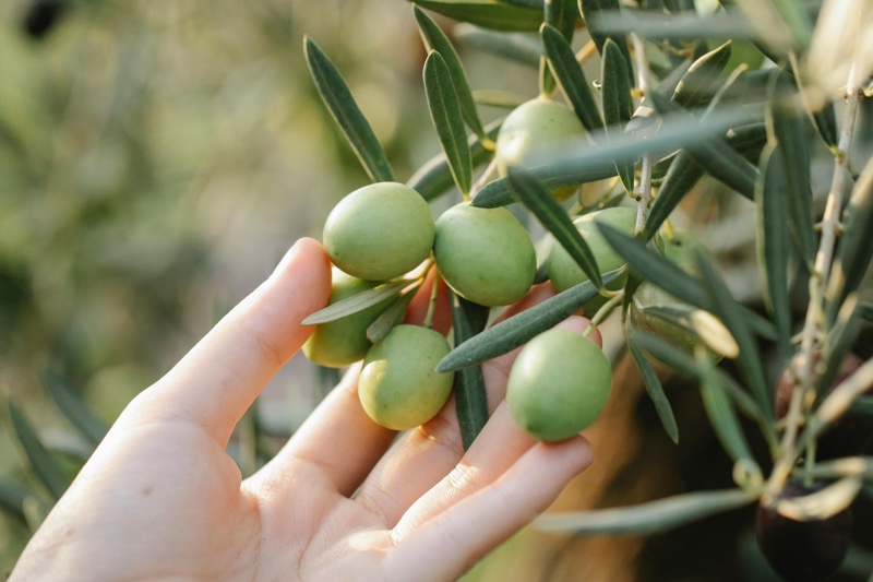 Surprising cosmetic ingredients from the humble olive