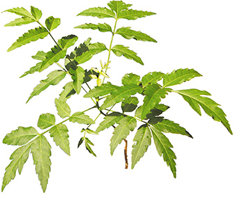 Sustainable cosmetic ingredient “NEEM Leaf Liquid B” development