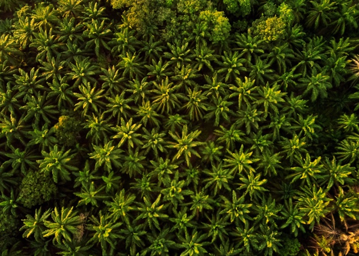 ‘Sustainable’ palm oil giant stripped of FSC license for deliberately burning rainforests