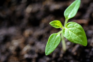 Sustainable plant-based ingredient set to hit the US market