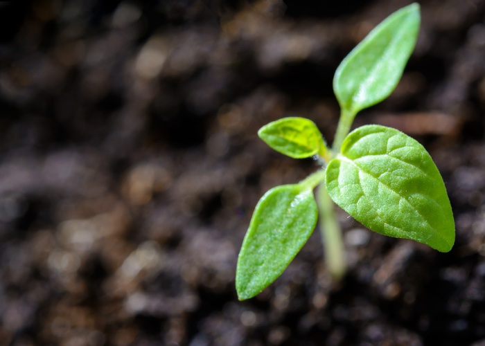 Sustainable plant-based ingredient set to hit the US market