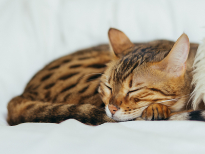 Sweet dreams: This meditation app has drifted into cosmetics