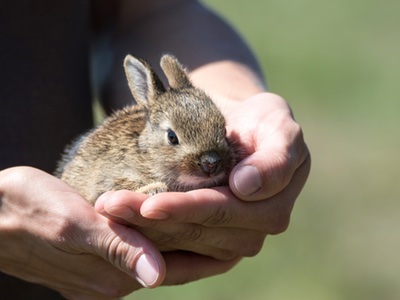 Swiss government to ban sale of cosmetics tested on animals
