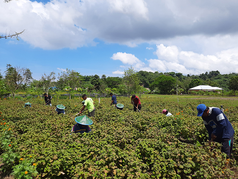 Symrise and Van Aroma expand their Sustainable Patchouli program into Sumatra 
