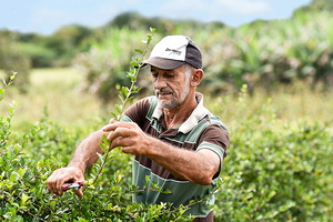 Symrise joins AIM-Progress initiative for more sustainable and equitable supply chains 