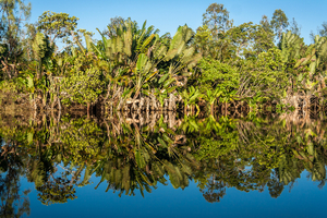 Symrise launches carbon tracking platform as part of sustainability efforts