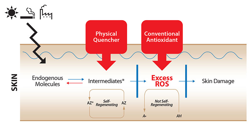 Synoxyl AZ (Acetyl Zingerone) – microbiome friendly 24/7 prevention and repair of photoaging 