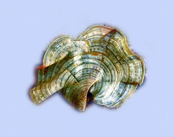 Taking strength from alga