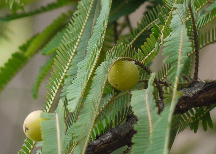 Testing: Debunking the myth of vitamin C and amla
