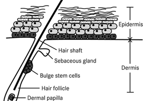 Testing – the substantiation of stem cell claims