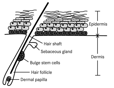 Testing – the substantiation of stem cell claims