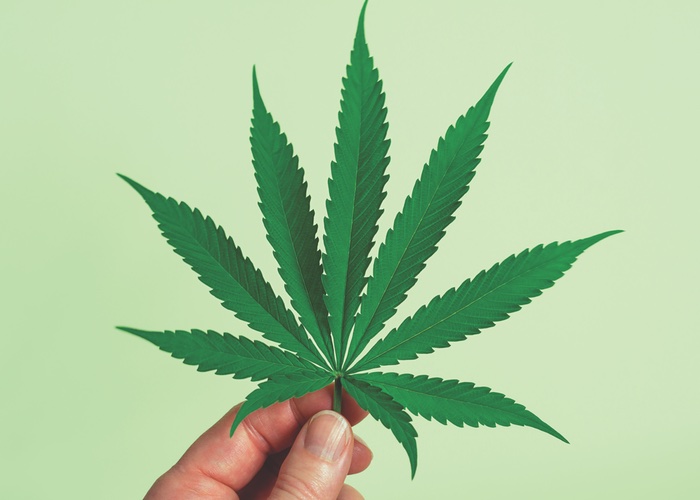 THC labels on edible cannabis products lost on consumers, scientists say
