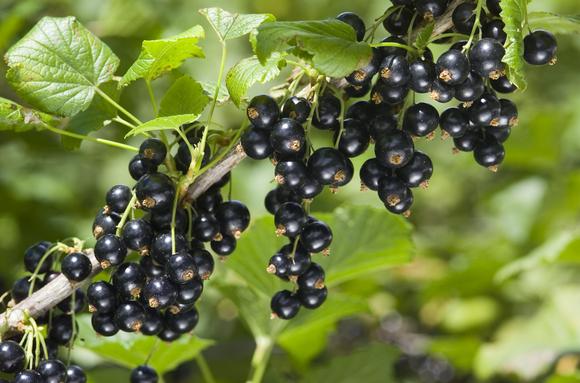 The benefit of blackcurrants