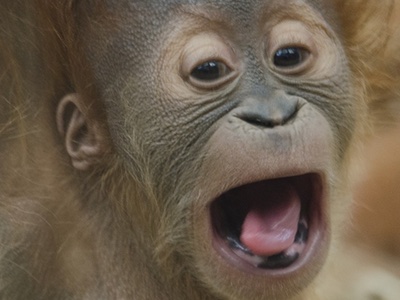 The Body Shop to raise £2m to protect endangered animals

