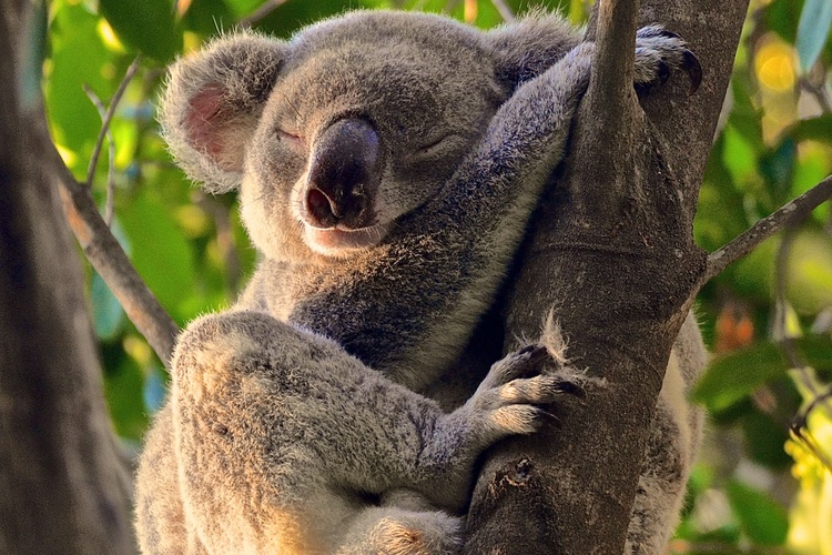 The Body Shop unveils koala protection plan 