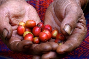 The challenges facing fair trade in the cosmetics industry 
