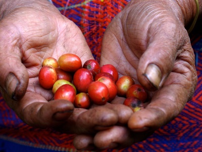 The challenges facing fair trade in the cosmetics industry 
