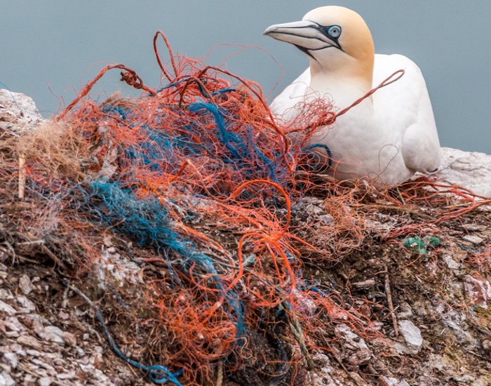 The ECHA moves to ban intentionally added microplastic particles