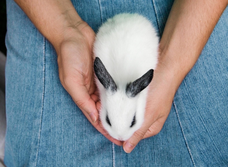 The EU has been handed a new 6-point cosmetics animal testing ban plan
