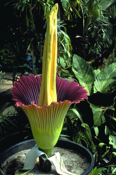 The foul and the fragrant