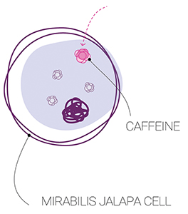 The fourth new plant cell complex by Naolys