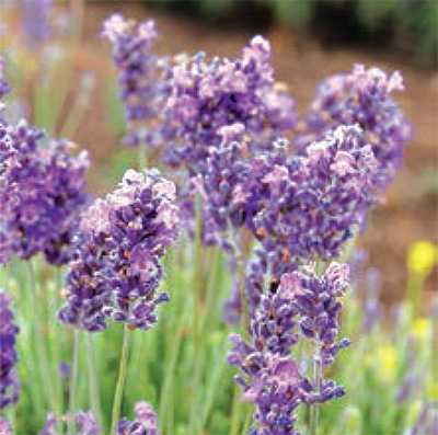 The future of lavender