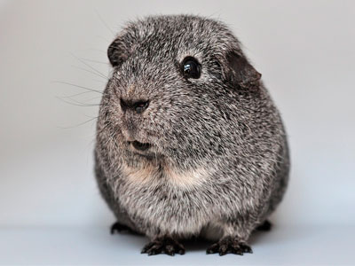 The hidden reality behind ‘cruelty-free’ cosmetics