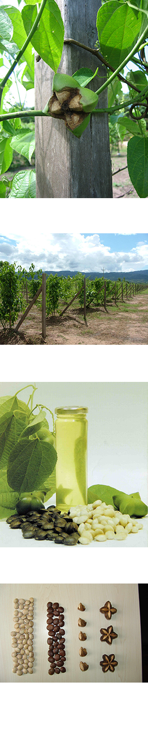 The Inca Inchi of GREENTECH: Sustainable development & Fair trade & Research