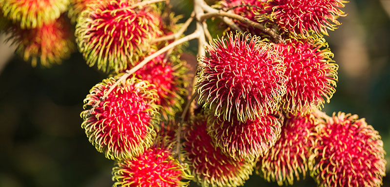 The latest breakthrough in BASF’s research into plant-based feedstocks