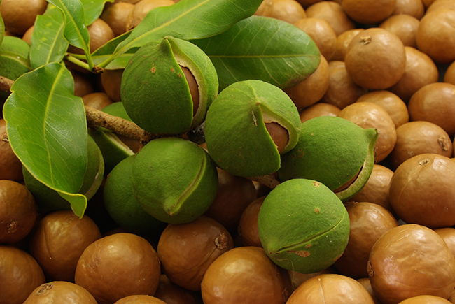 The magic of Macadamia