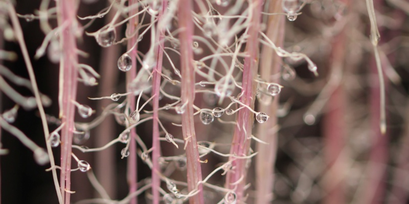 The root of all good: What is aeroponics?