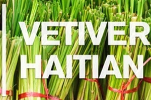 The treasured note of Vetiver oil with roots deep in Haiti’s foundation