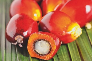These three companies have teamed up to promote sustainable palm oil production in Indonesia 