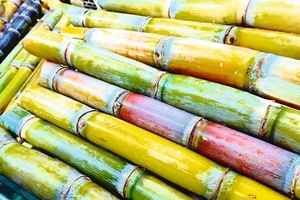 Tu-Plast sweetens the deal with sugarcane tubes