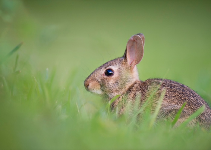 Ukraine moves closer to animal testing ban for cosmetics