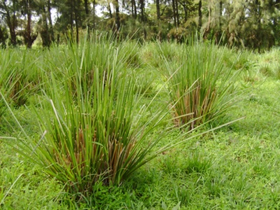 Unilever and IFF support vetiver farmers in Haiti