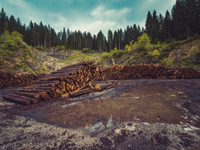 Unilever drops palm oil supplier over deforestation link