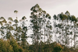 Unilever names first project to benefit from €1bn Climate & Nature Fund 
