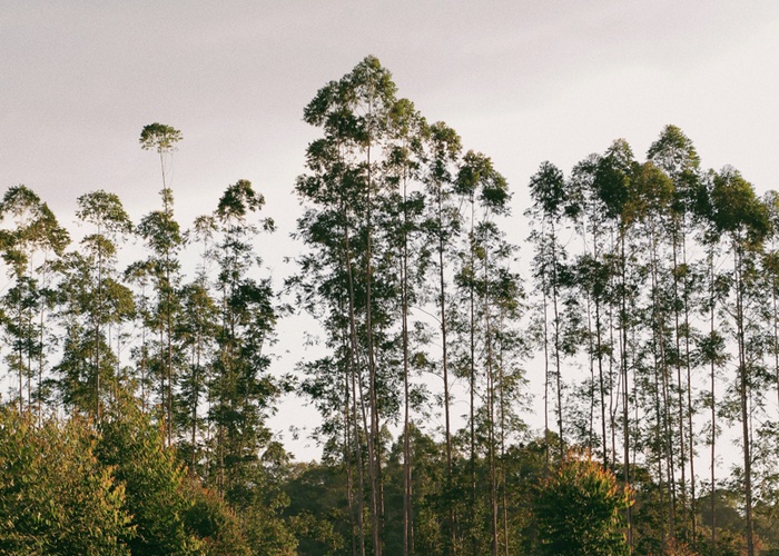 Unilever names first project to benefit from €1bn Climate & Nature Fund 

