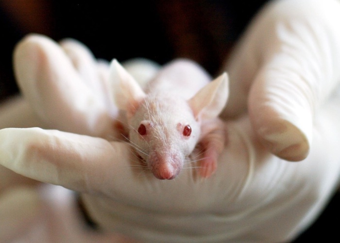 Unilever ramps-up fight for cruelty free cosmetics in Europe
